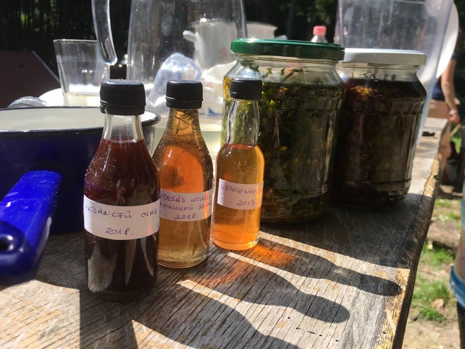 Az orbáncfűolaj volt a favorit a Herbarius táborban